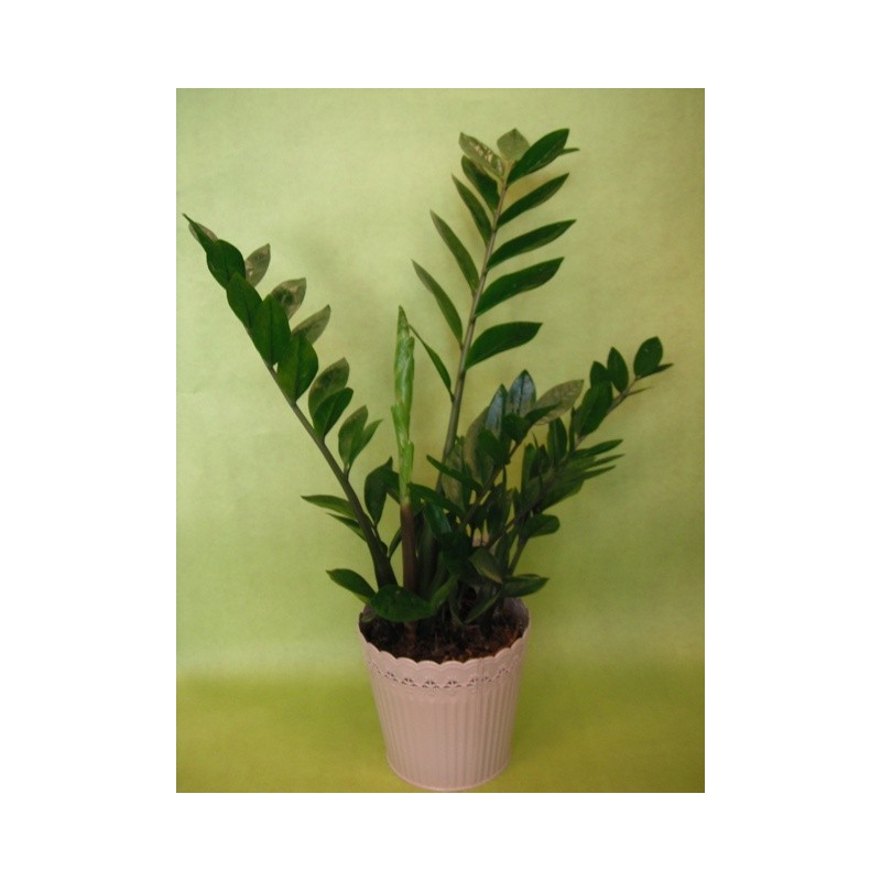 Plante verte - à partir de 21€