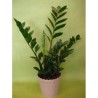 Plante verte - à partir de 21€