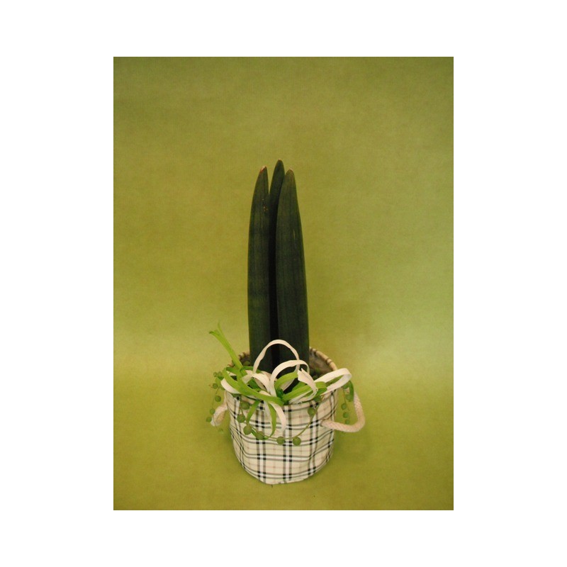 Plante grasse - à partir de 11€