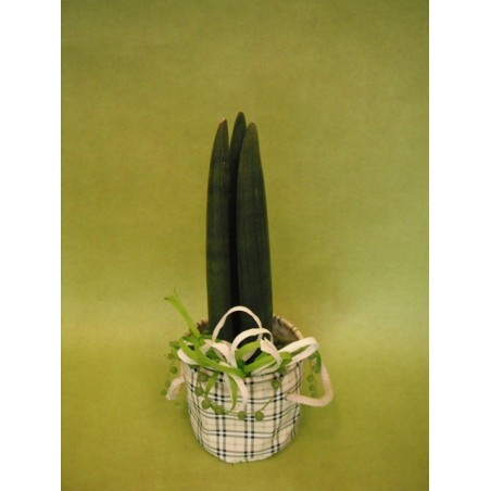 Plante grasse - à partir de 11€