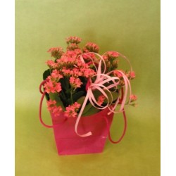 Plante fleurie - à partir de 13€