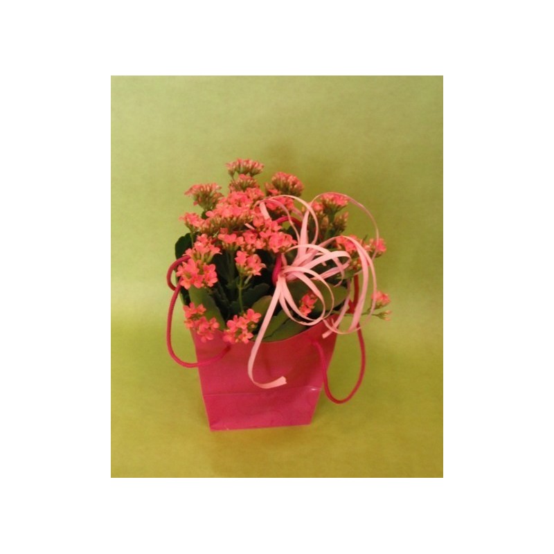 Plante fleurie - à partir de 13€