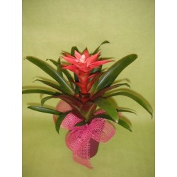 Plante exotique - à partir de 16€