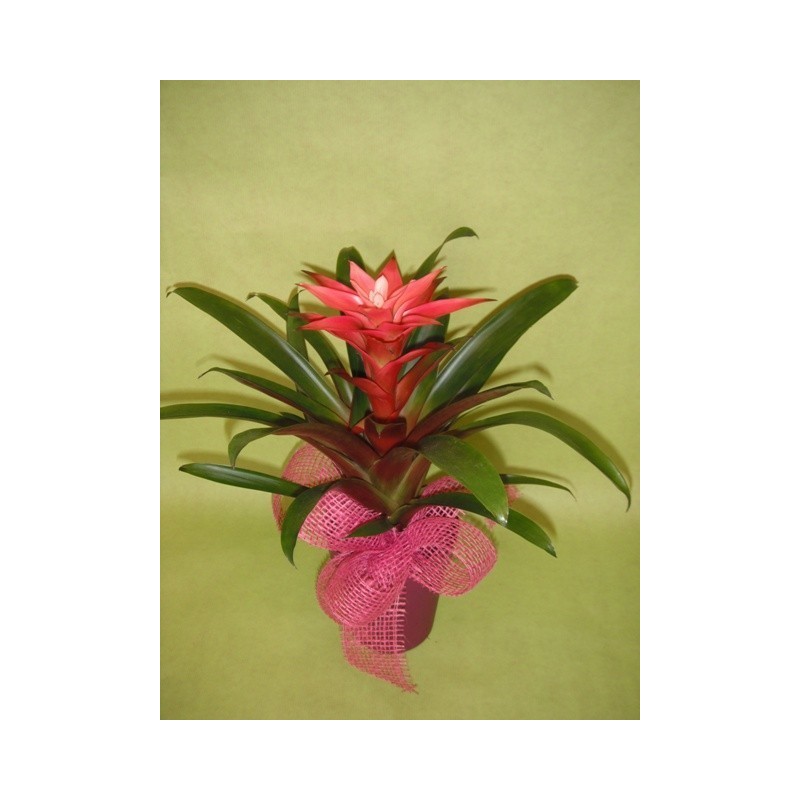 Plante exotique - à partir de 16€