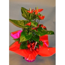 Plante anthurium