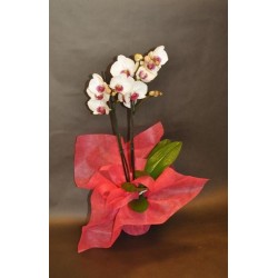 Orchidée - à partir de 35€