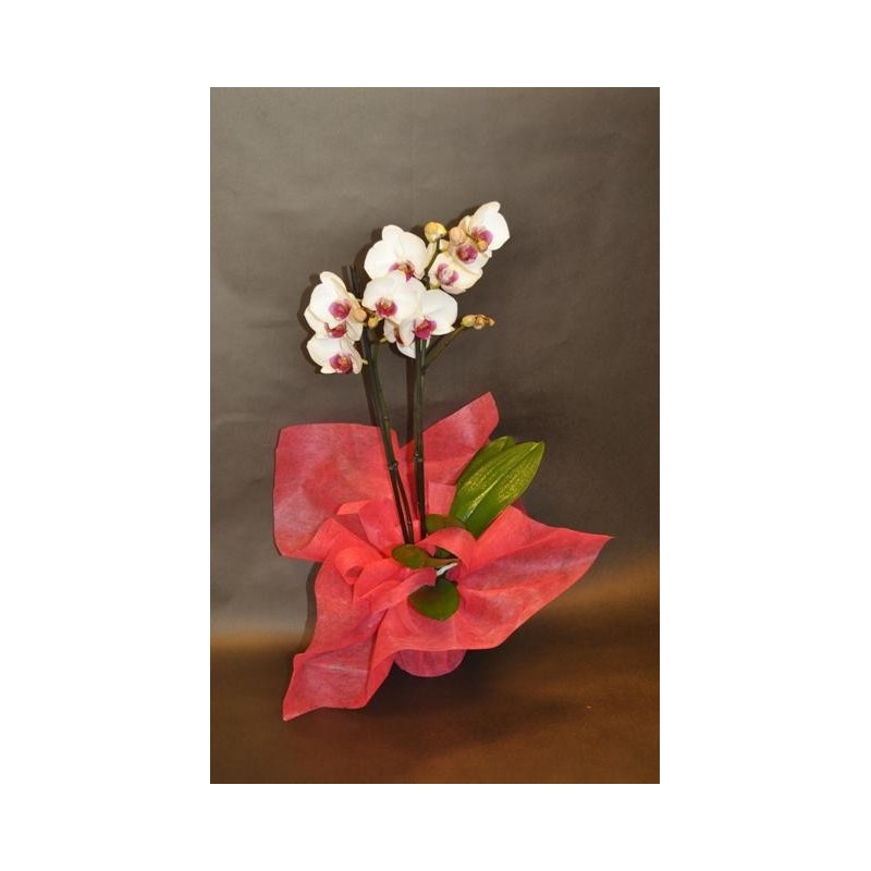 Orchidée - à partir de 35€