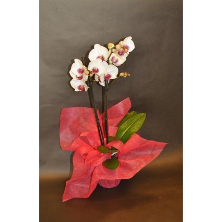 Orchidée - à partir de 35€