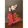 Orchidée - à partir de 35€